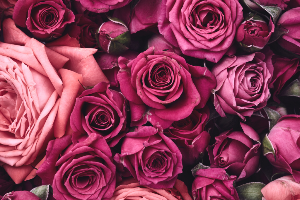 Valentine's Day Gifts