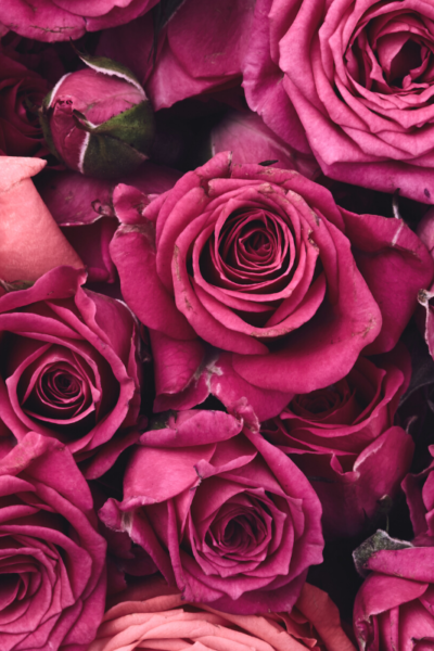 Valentine's Day Gifts