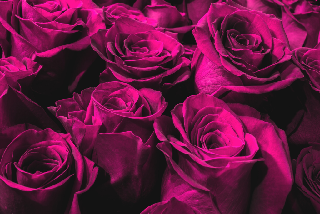 Valentine's Day Gifts