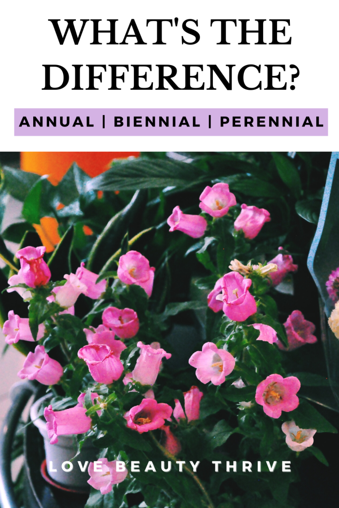 Annual Biennial Perennial Plants