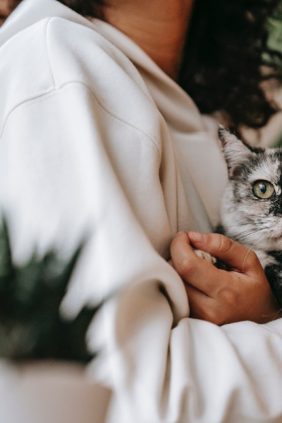 Cat Safe Indoor Plants