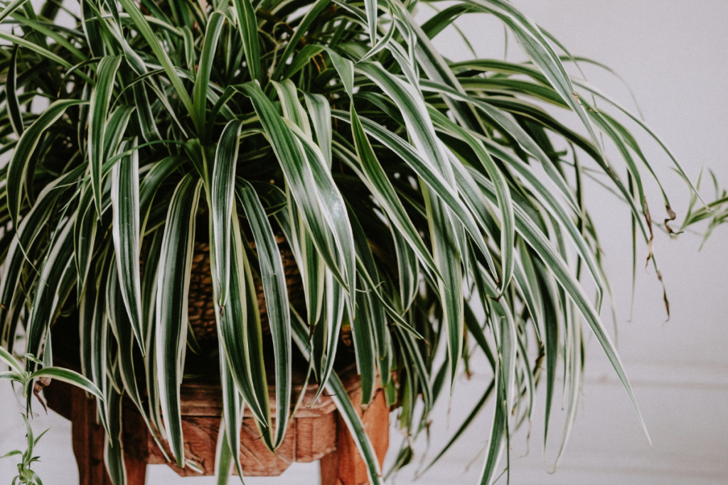 Cat Safe Indoor Plants