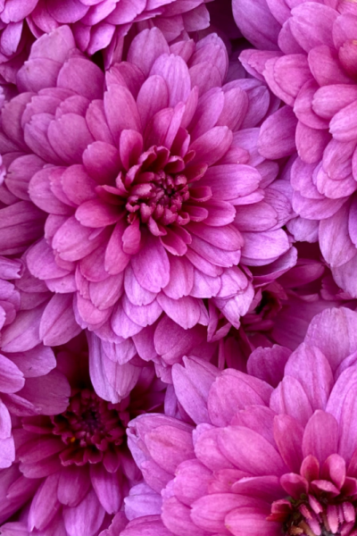 Fall Mums Last Longer