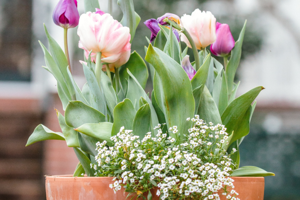 Front Porch Flower Pots