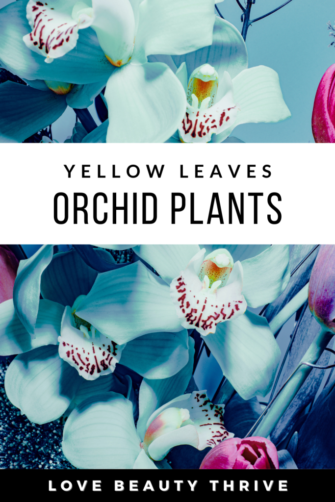 orchid leaves turning yellow