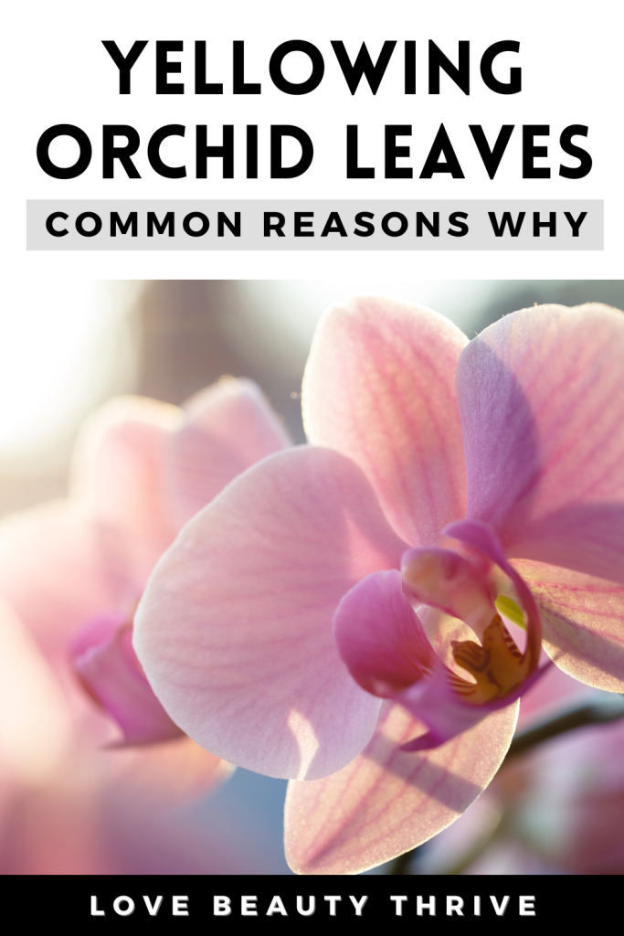 orchid leaves turning yellow