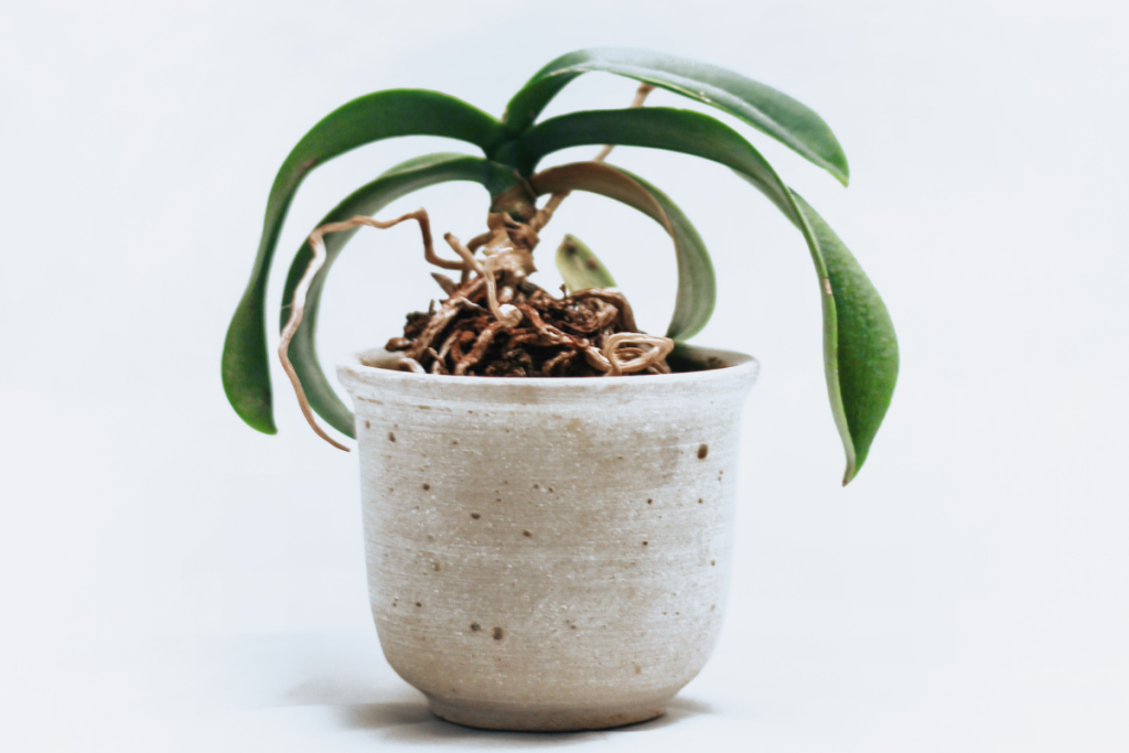 orchid leaves turning yellow