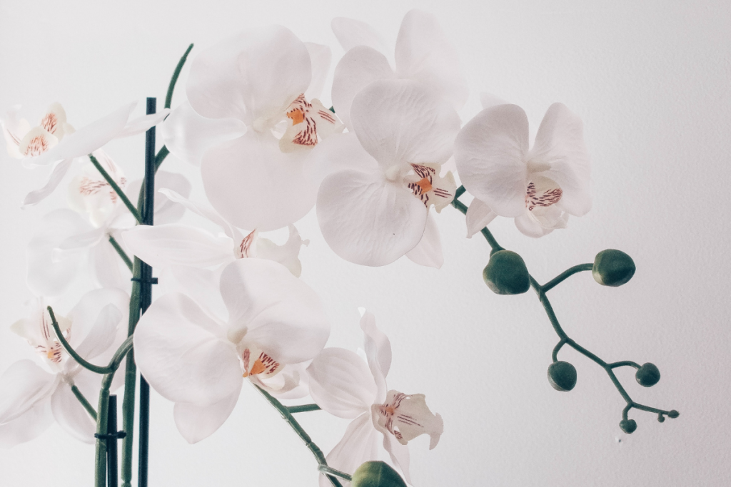 orchid leaves turning yellow