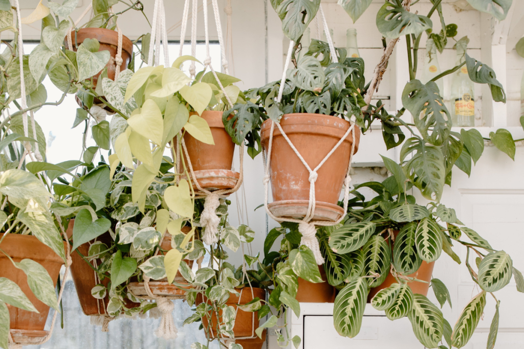 best hanging indoor plants for beginners