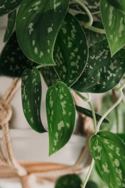 best hanging indoor plants for beginners