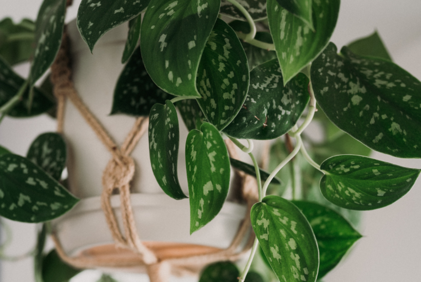 best hanging indoor plants for beginners