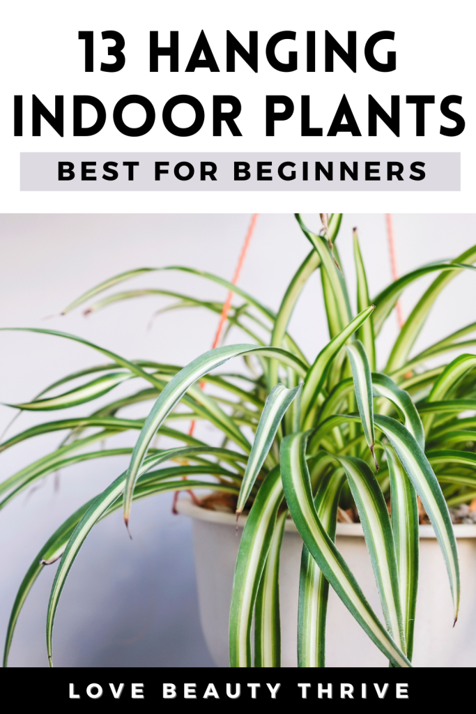 best hanging indoor plants for beginners