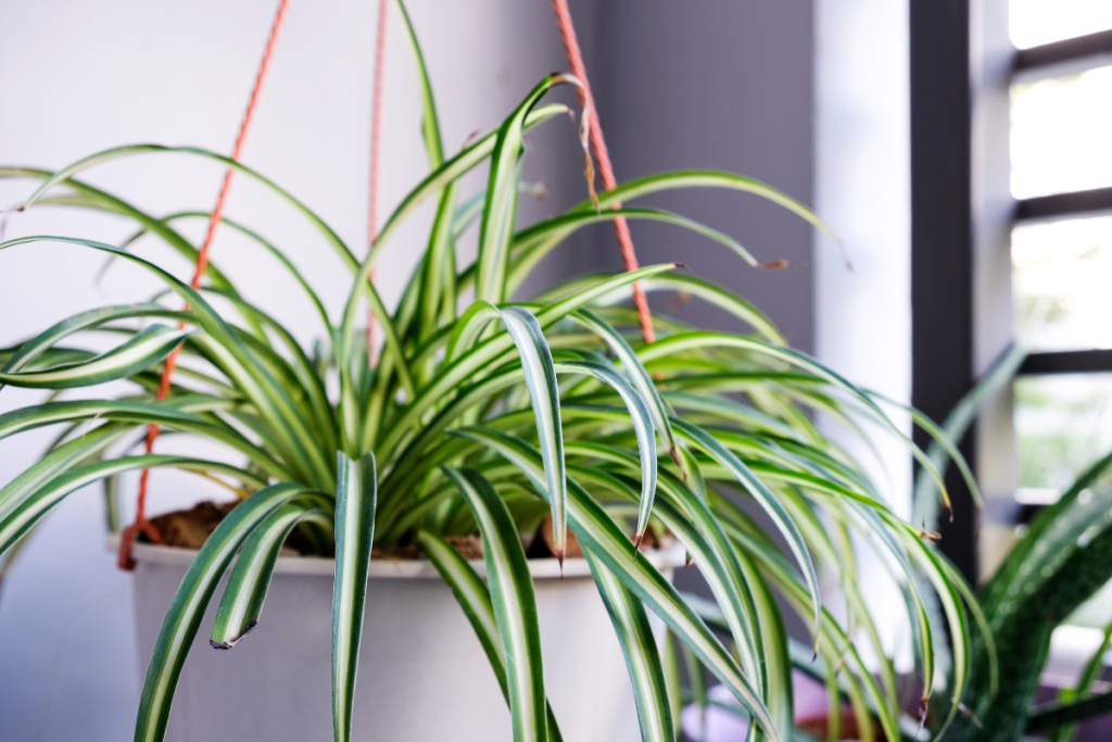 best hanging indoor plants for beginners